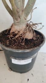 Planta Simples 3361 – 65cm – 06 anos - Imagem 7