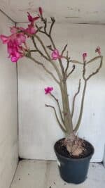 Planta Simples 3361 – 65cm – 06 anos - Imagem 6