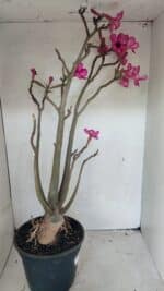 Planta Simples 3361 – 65cm – 06 anos - Imagem 5