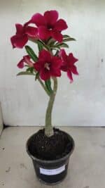 Planta Simples 3362 – 35cm – 03 anos - Imagem 2