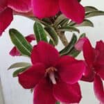 Planta Simples 3362 – 35cm – 03 anos