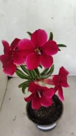 Planta Simples 3362 – 35cm – 03 anos - Imagem 4