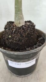 Planta Simples 3362 – 35cm – 03 anos - Imagem 8