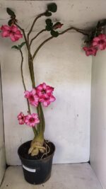 Planta Simples 3363 – 65cm – 05 anos - Imagem 2