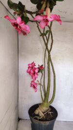 Planta Simples 3363 – 65cm – 05 anos - Imagem 5