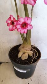 Planta Simples 3363 – 65cm – 05 anos - Imagem 4