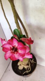 Planta Simples 3363 – 65cm – 05 anos - Imagem 6