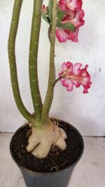 Planta Simples 3363 – 65cm – 05 anos - Imagem 8