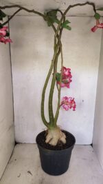 Planta Simples 3363 – 65cm – 05 anos - Imagem 9