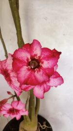 Planta Simples 3363 – 65cm – 05 anos