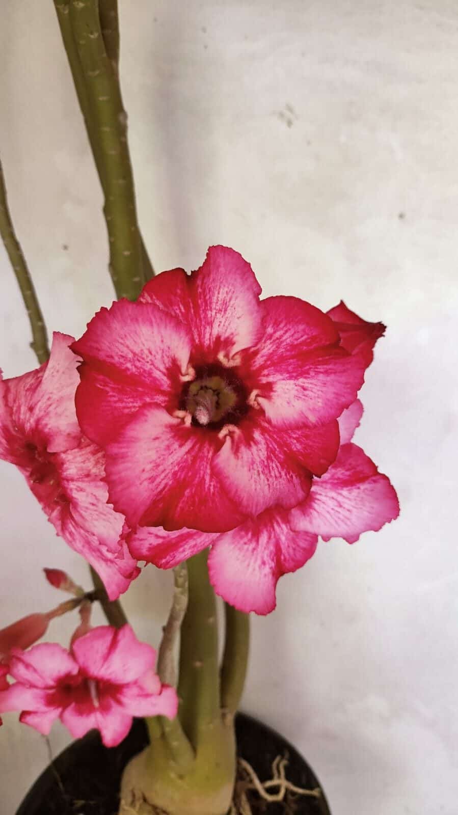 SIMPLES 3363 (9) Planta Simples 3363 – 65cm – 05 anos - Imagem 1