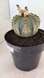 MATRIZ ASTROPHYTUM ASTERIAS SUPER KABUTO Nº 1092 – vaso 17 - Imagem 6