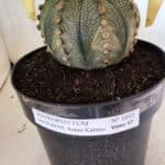 MATRIZ ASTROPHYTUM ASTERIAS SUPER KABUTO Nº 1092 – vaso 17