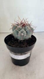 THELOCACTUS Hexaedrophorus Nº 100 – VASO 15 - Imagem 2