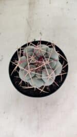 THELOCACTUS Hexaedrophorus Nº 100 – VASO 15 - Imagem 3