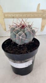 THELOCACTUS Hexaedrophorus Nº 100 – VASO 15 - Imagem 4