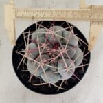 THELOCACTUS Hexaedrophorus Nº 100 – VASO 15