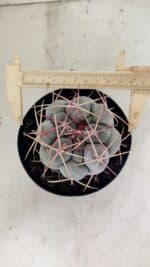 THELOCACTUS Hexaedrophorus Nº 100 – VASO 15
