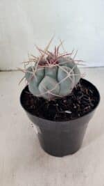 THELOCACTUS Hexaedrophorus Nº 100 – VASO 15 - Imagem 8