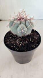 THELOCACTUS Hexaedrophorus Nº 100 – VASO 15 - Imagem 7