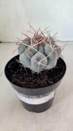 THELOCACTUS Hexaedrophorus Nº 100 – VASO 15 - Imagem 6