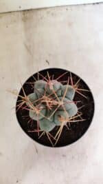 MATRIZ THELOCACTUS Hexaedrophorus Nº 120 – VASO 15 - Imagem 3
