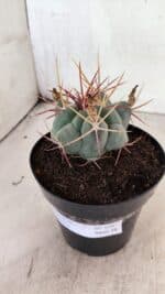 MATRIZ THELOCACTUS Hexaedrophorus Nº 120 – VASO 15 - Imagem 2