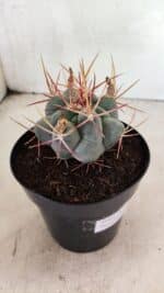 MATRIZ THELOCACTUS Hexaedrophorus Nº 120 – VASO 15 - Imagem 5