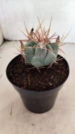 MATRIZ THELOCACTUS Hexaedrophorus Nº 120 – VASO 15 - Imagem 6