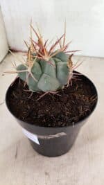 MATRIZ THELOCACTUS Hexaedrophorus Nº 120 – VASO 15 - Imagem 7