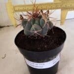 MATRIZ THELOCACTUS Hexaedrophorus Nº 120 – VASO 15